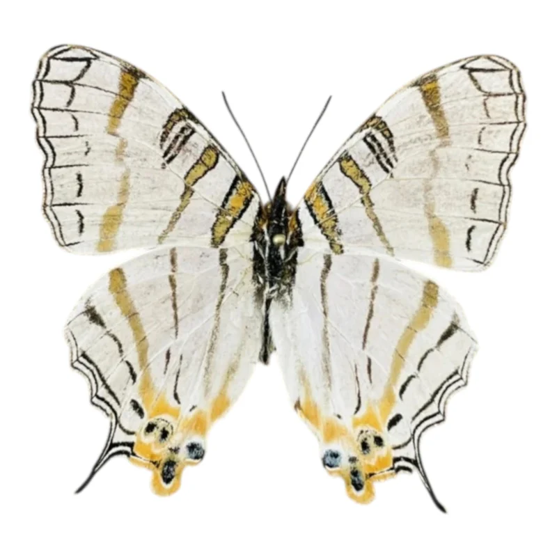Cyrestis Elegans