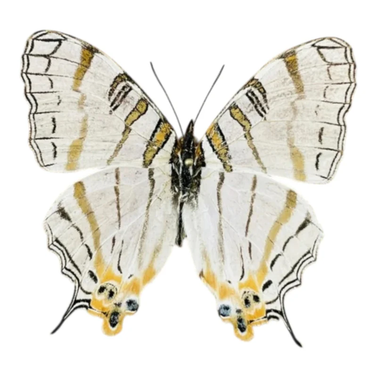 Cyrestis Elegans