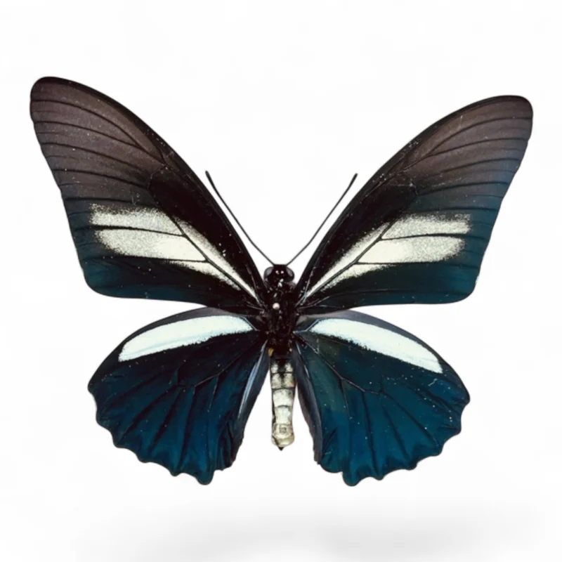 Battus Crassus