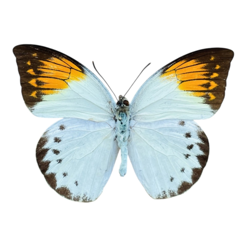 Hebomoia Glaucippe