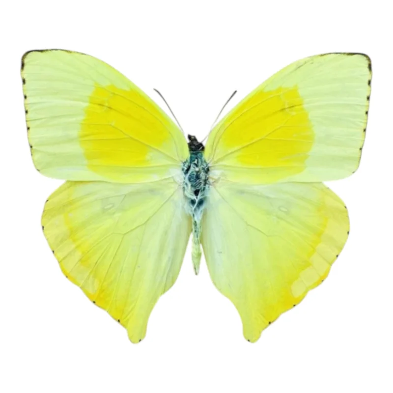Phoebis Rurina