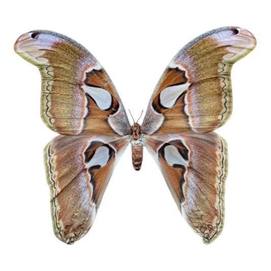 Attacus Lorquini