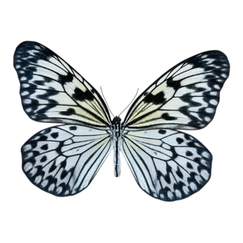 Idea leuconoe