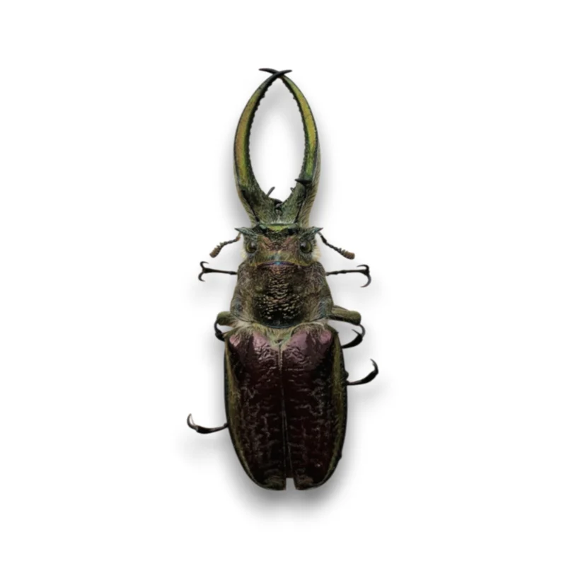 Sphaenognathus Giganteus