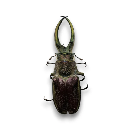 Sphaenognathus Giganteus