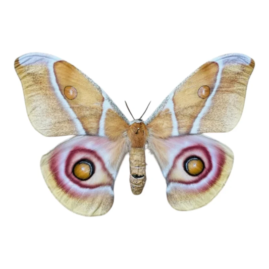 Antherina Suraka