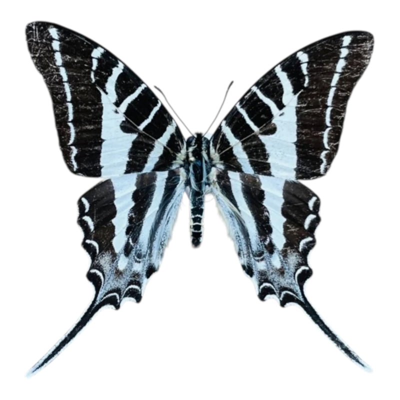 Graphium Aristeus A-
