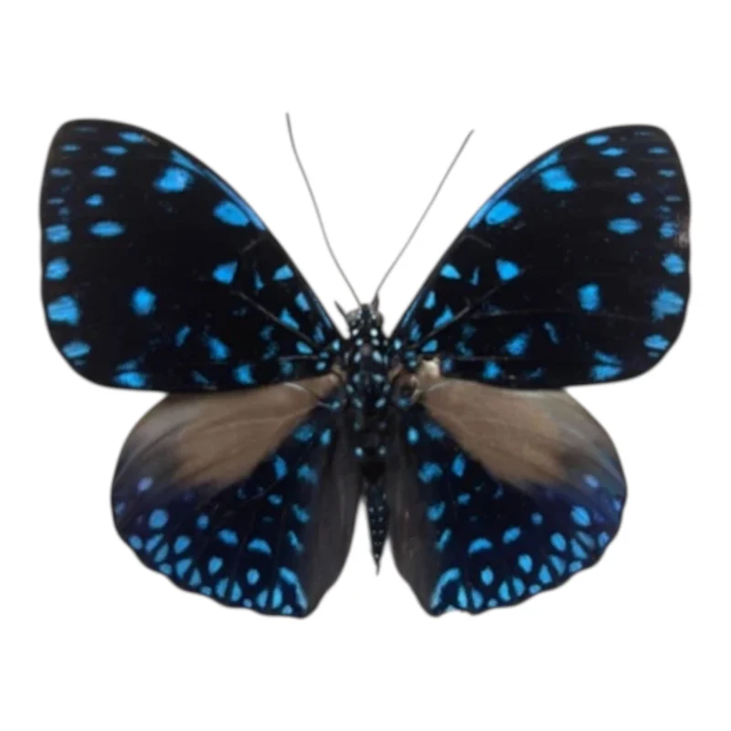 Hamadryas Velutina ssp