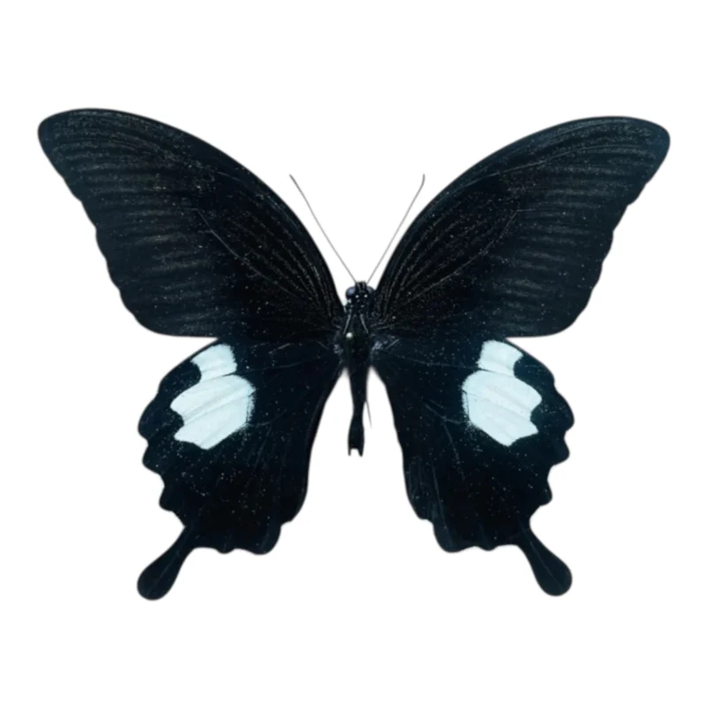 Papilio Sataspes