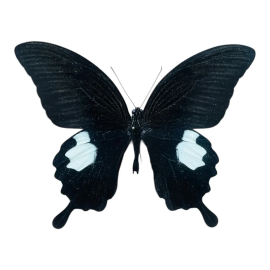Papilio Sataspes