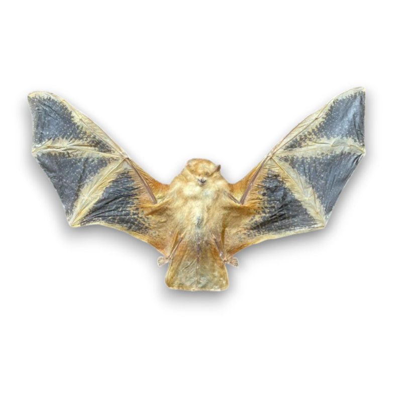 Kerivoula Picta