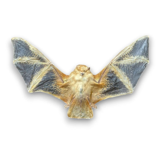 Kerivoula Picta