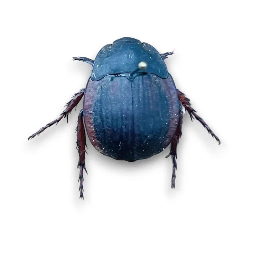 Hexodon
