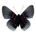 Load image into Gallery viewer, Lyropteryx apollonia
