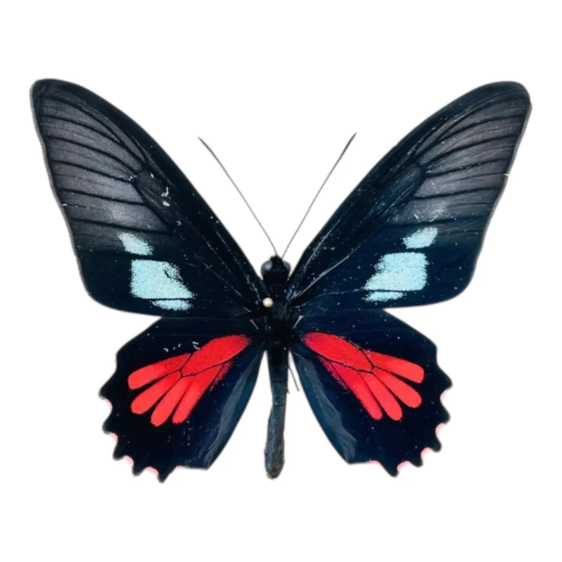 Papilio Parides ssp.
