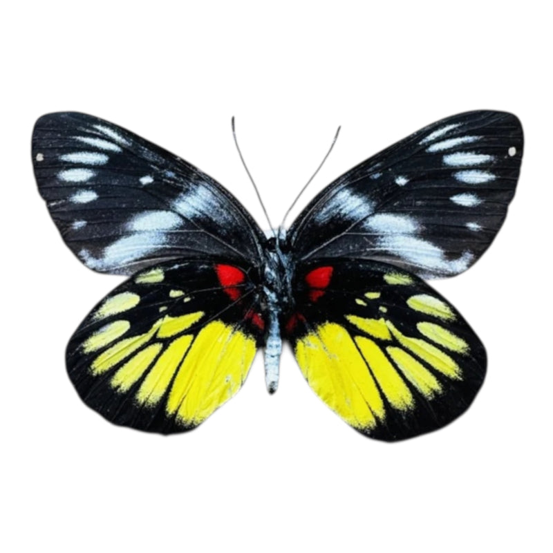 Delias henningia