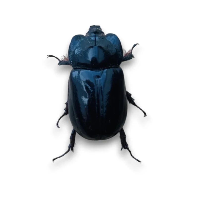 Heterogomphus bourcieri