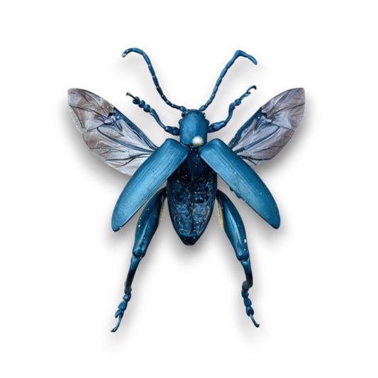 Sagra Oberthuri