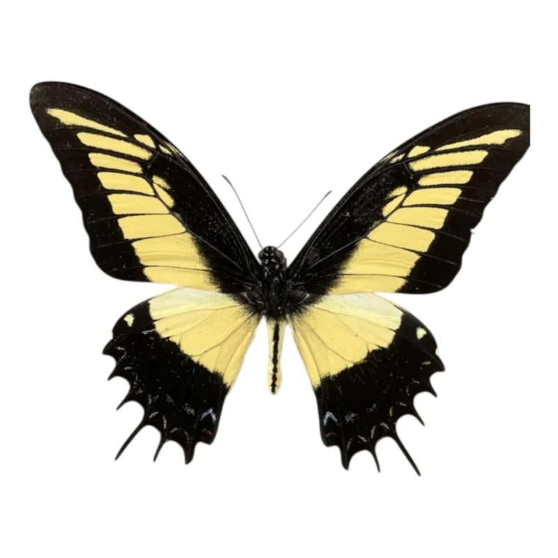 Papilio Androgeus