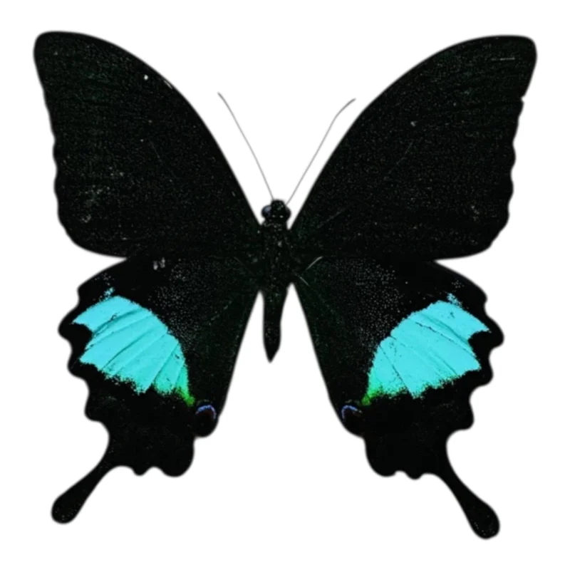 Papilio Paris