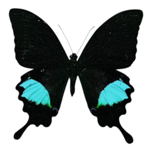 Papilio Paris