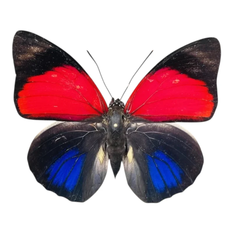 Agrias Claudina lugens