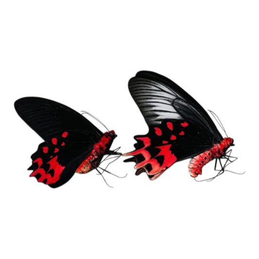 Atrophaneura Semperi koppel