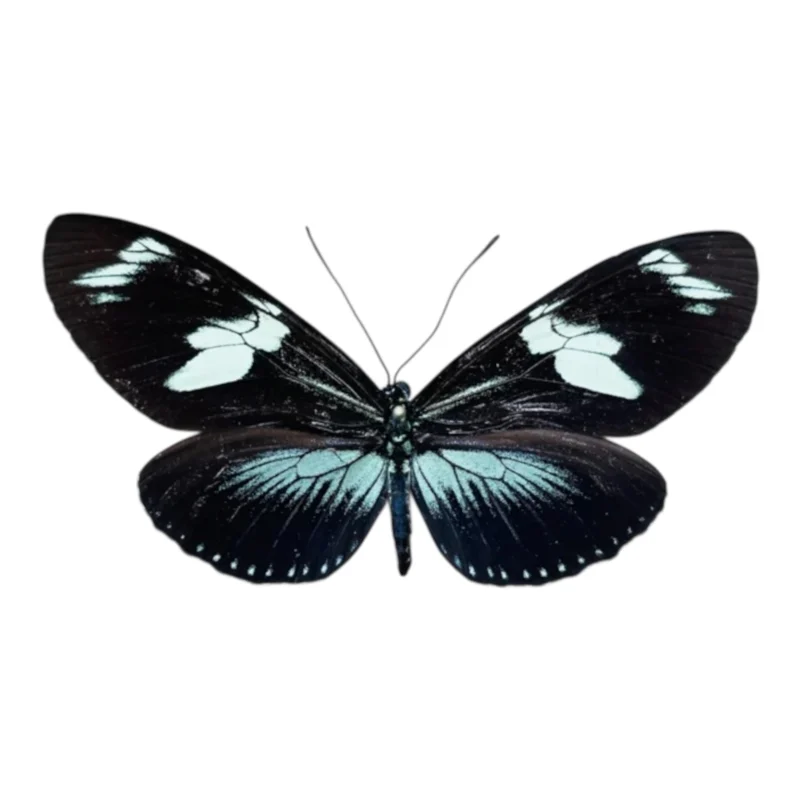 Heliconius Doris Green