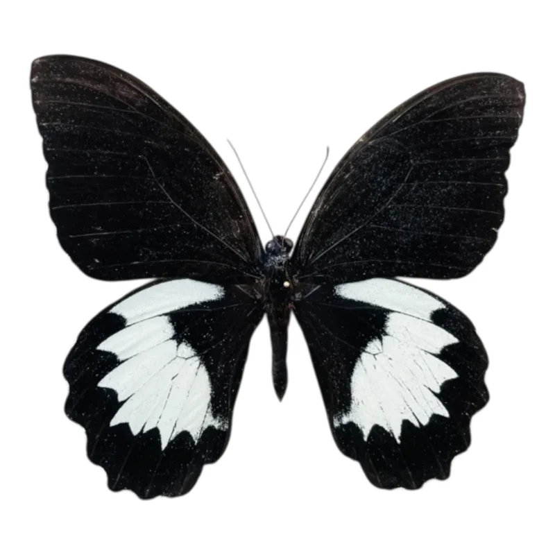 Papilio Aegeus