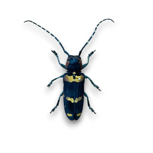 Tragocephala Jucunda