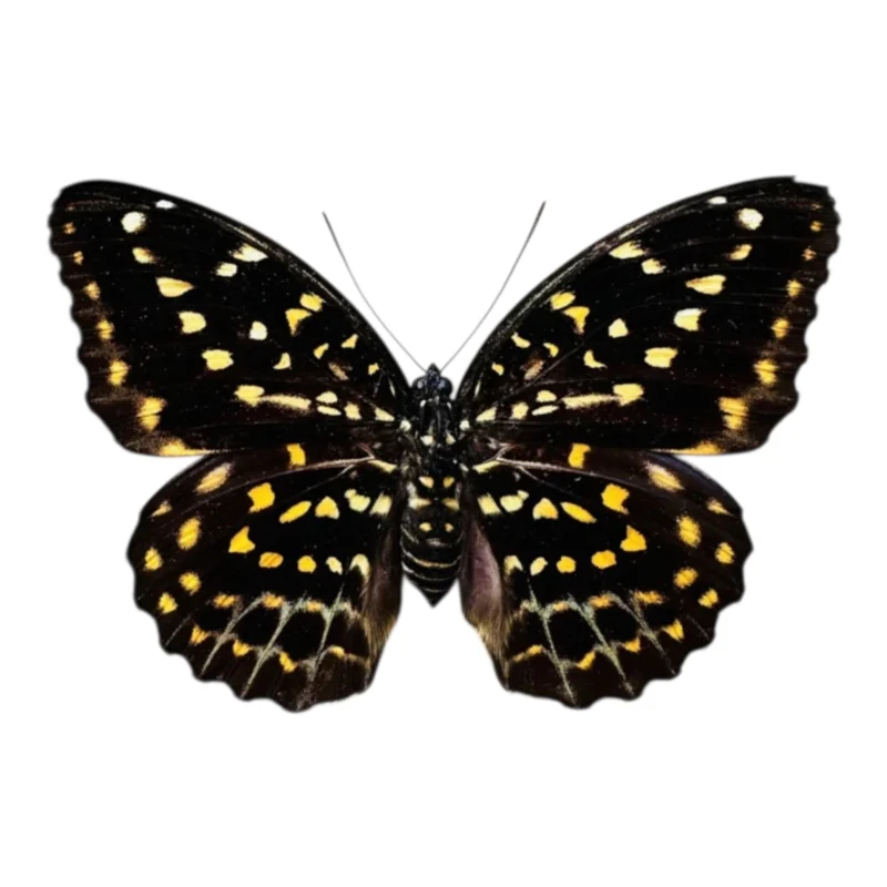 Lexias Pardalis female