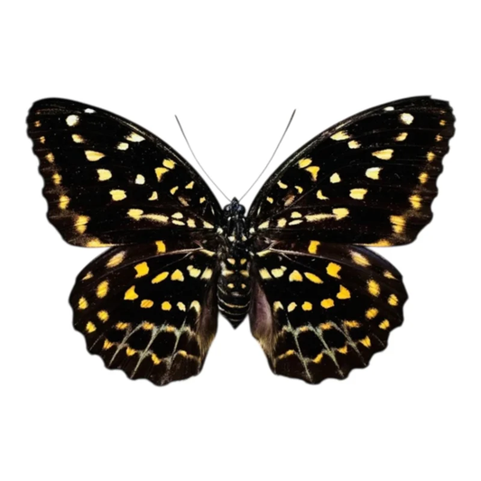 Lexias pardalis Weibchen