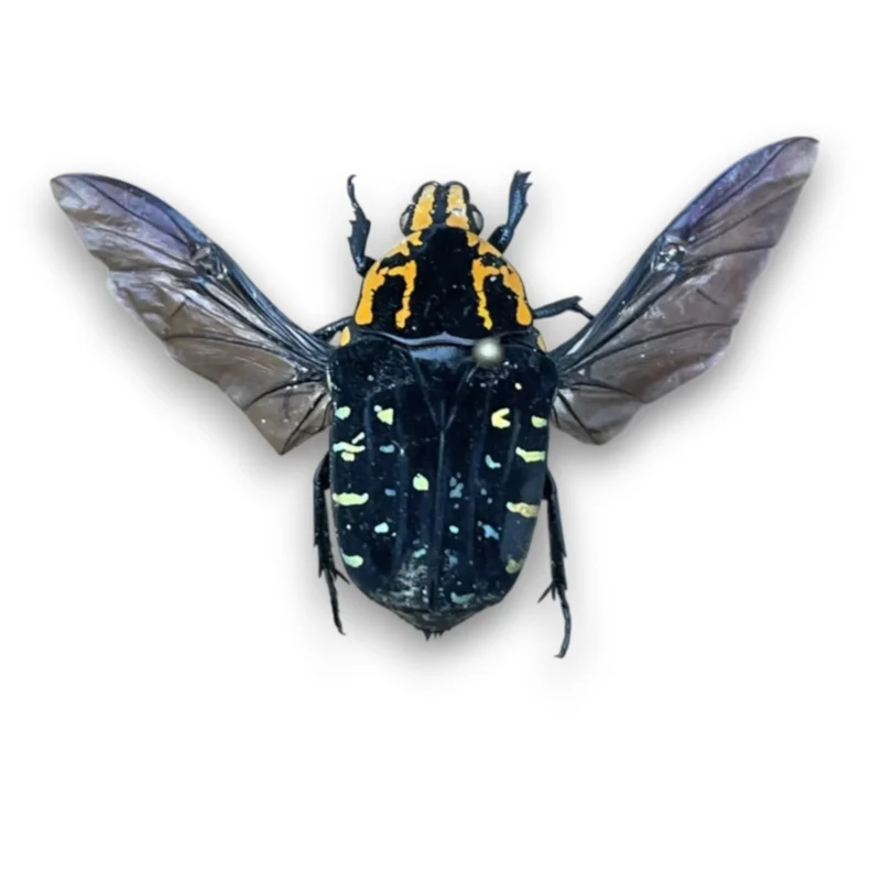 Euchroea Ripheus