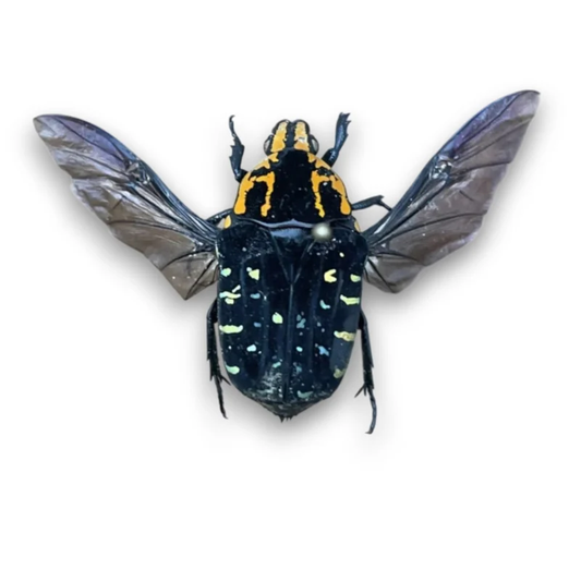 Euchroea Ripheus