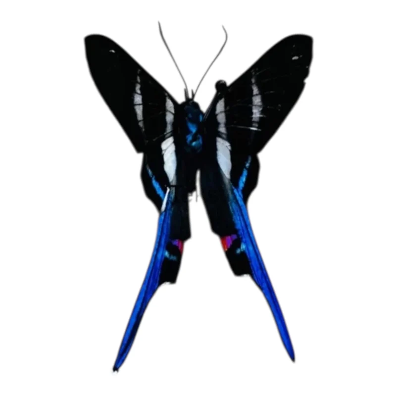 Rhetus Arcius