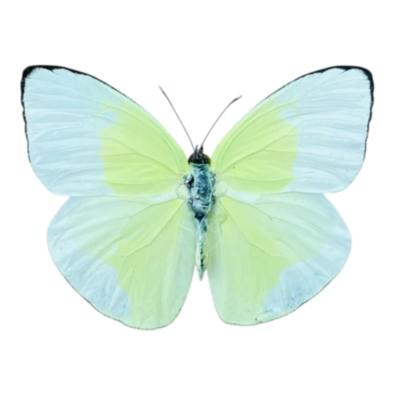 Phoebis Statira