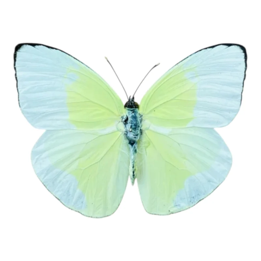 Phoebis Statira