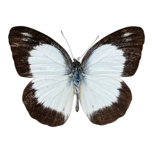 Appias lyncida