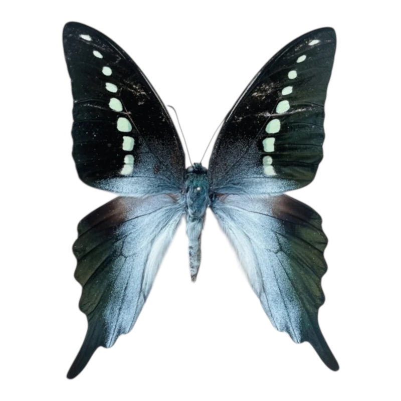 Graphium Codrus