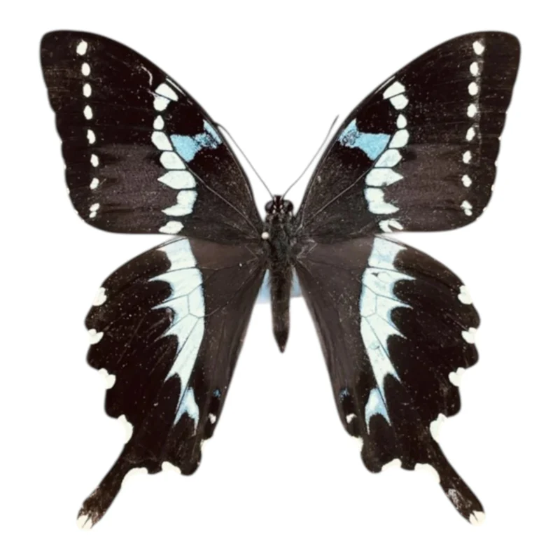 Papilio Delalandei