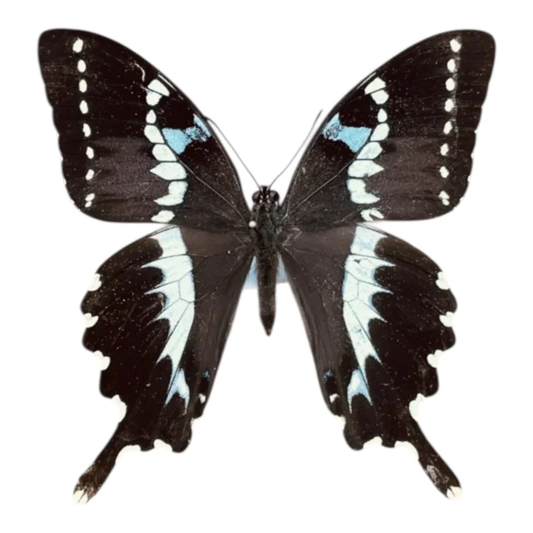 Papilio Delalandei