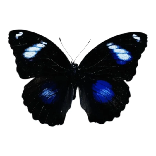 Hypolimnas bolina (Philippinen) ♀︎/♂︎
