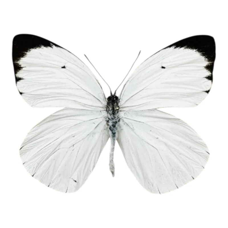 Ascia Buniae
