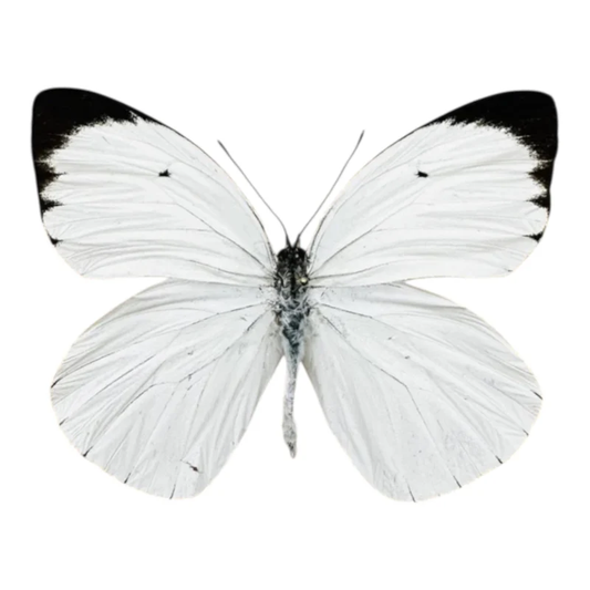 Ascia Buniae