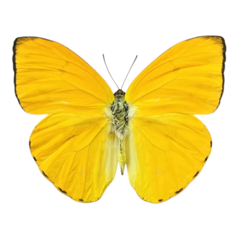 Phoebis Argante