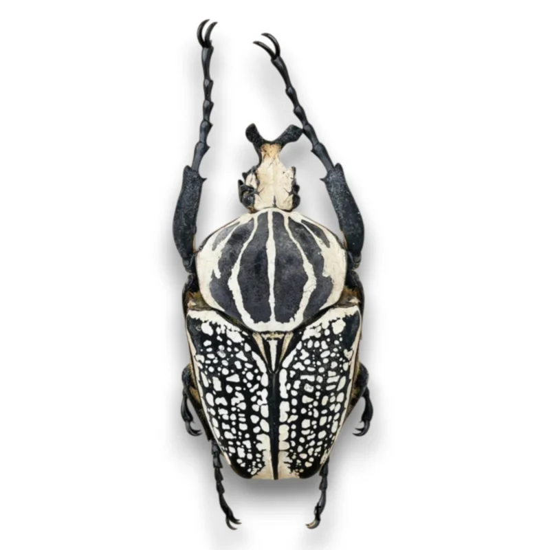Goliathus orientalis male 60mm