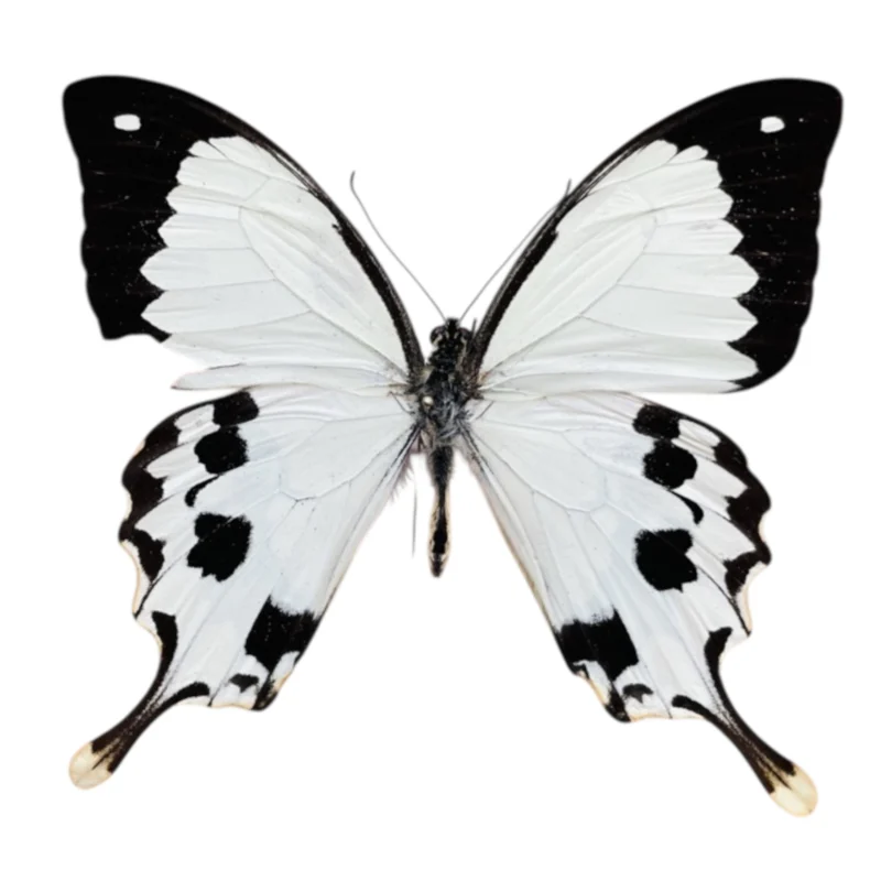 Papilio Dardanus Meriones B kwaliteit