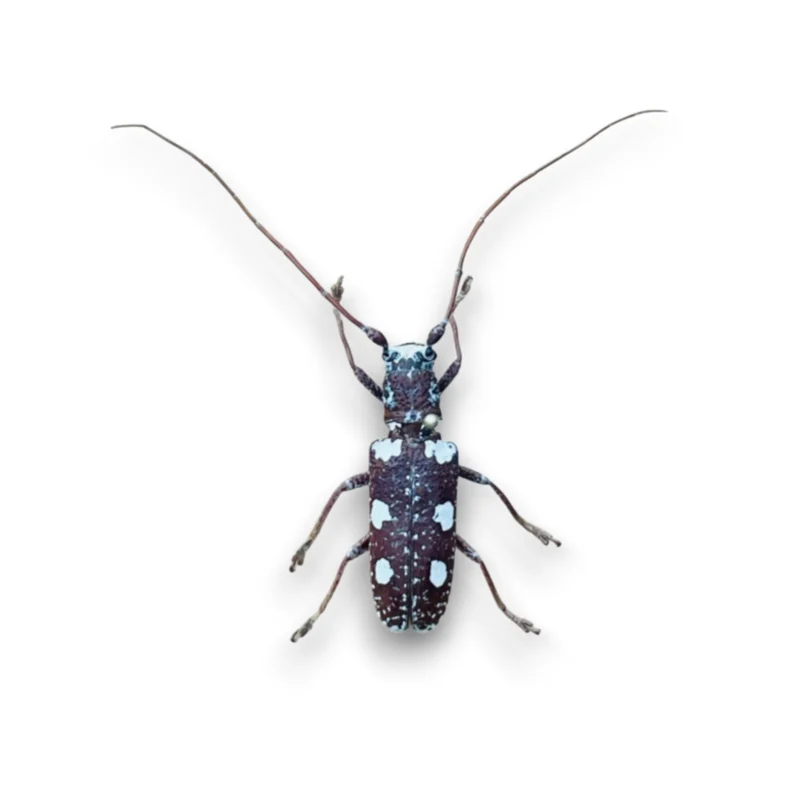 Protorhopala Sexnotata