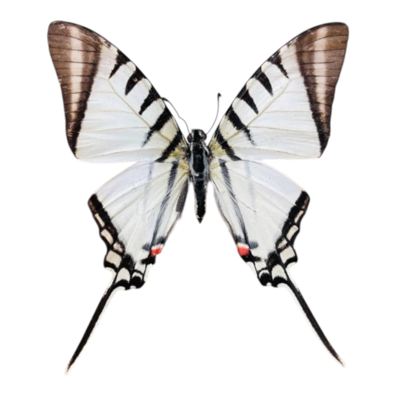 Eurytides agesilaus