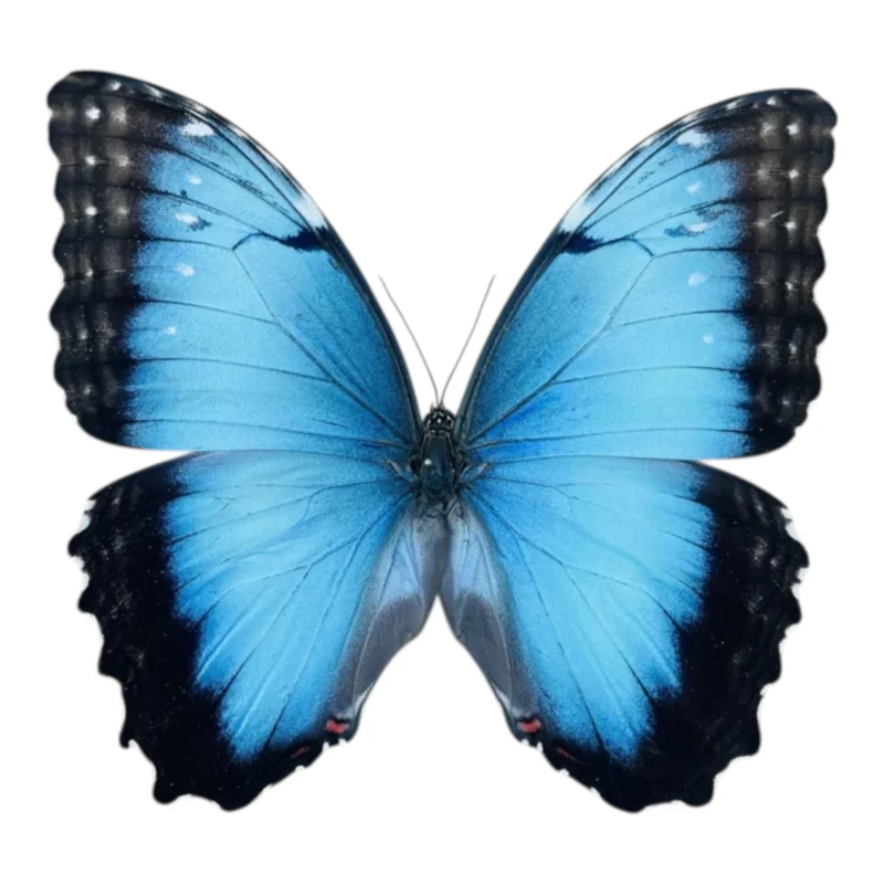 Morpho Peleides female